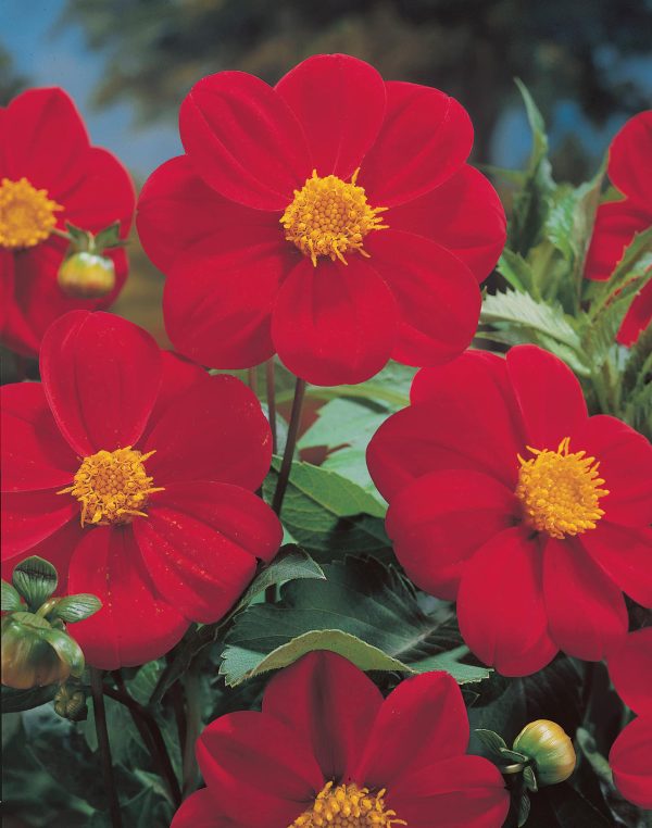 Firebird | Large Flowered Dahlias