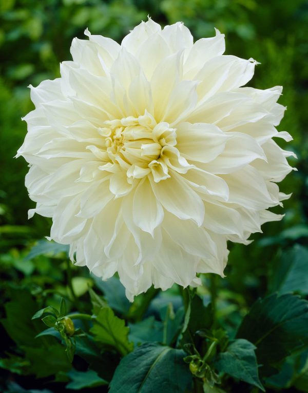 Fleurel | Large Flowered Dahlias
