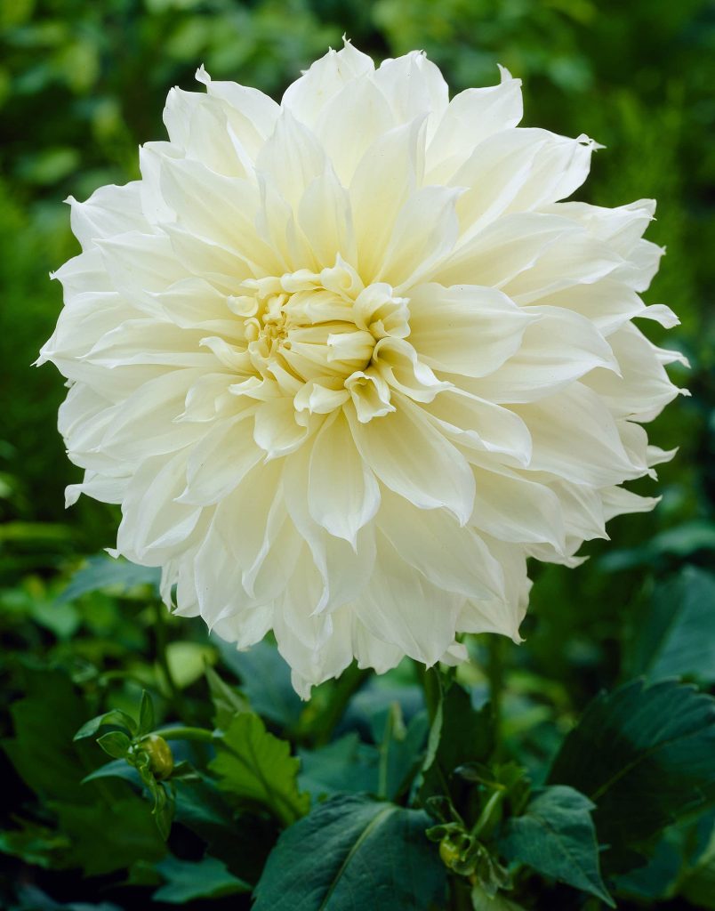 Fleurel | Large Flowered Dahlias