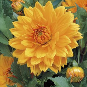 Glorie van Noordwijk | Large Flowered Dahlias