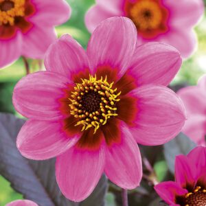 Happy Single Wink | Large Flowered Dahlias
