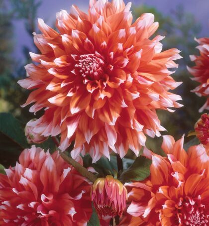 Holland Festival | Large Flowered Dahlias