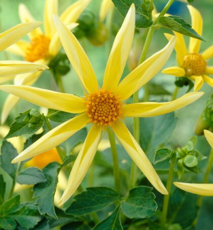 Honka | Large Flowered Dahlias