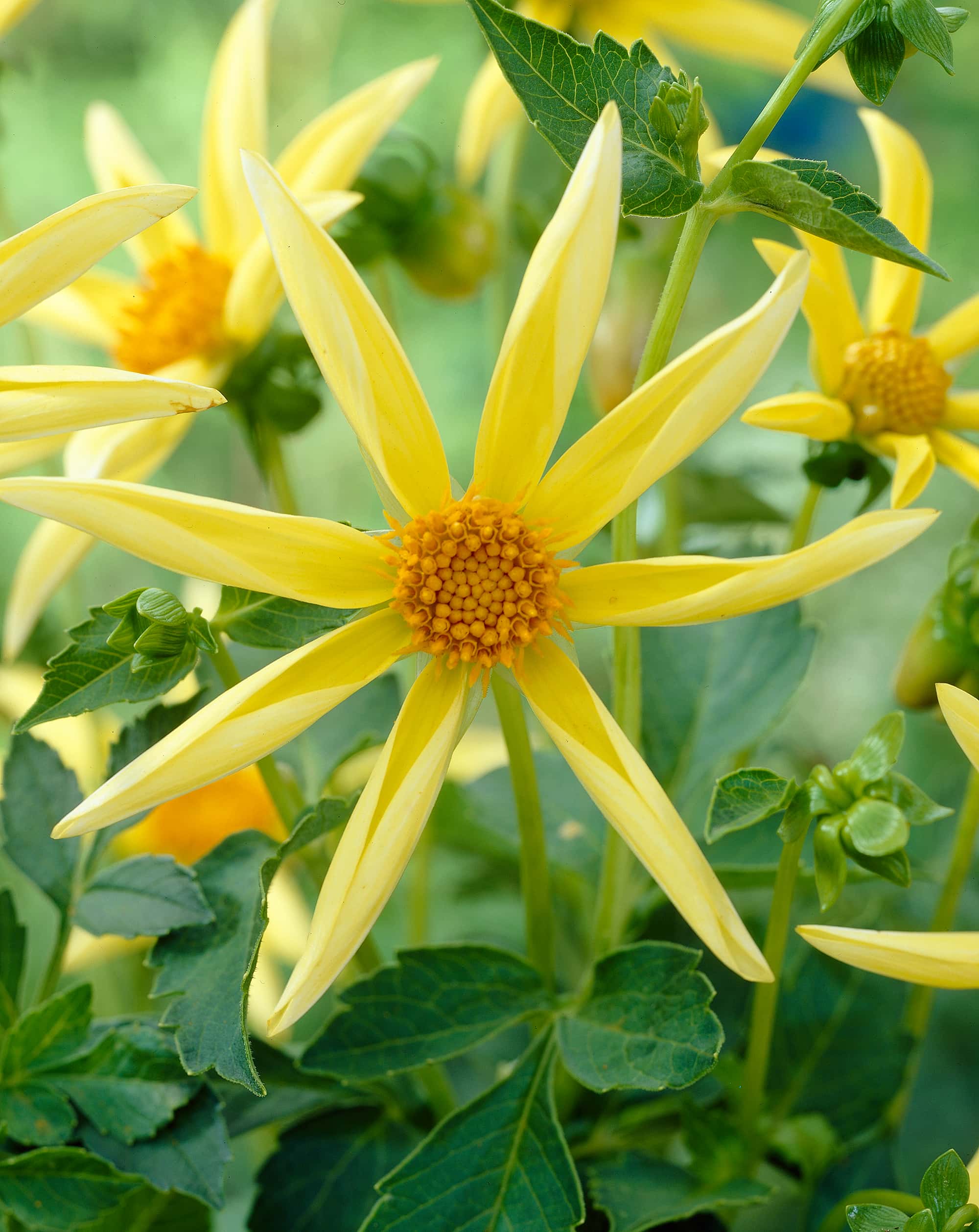 Honka | Large Flowered Dahlias