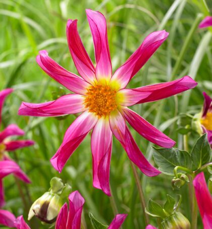 Honka Pink | Large Flowered Dahlias