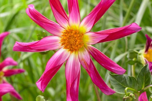 Honka Pink | Large Flowered Dahlias