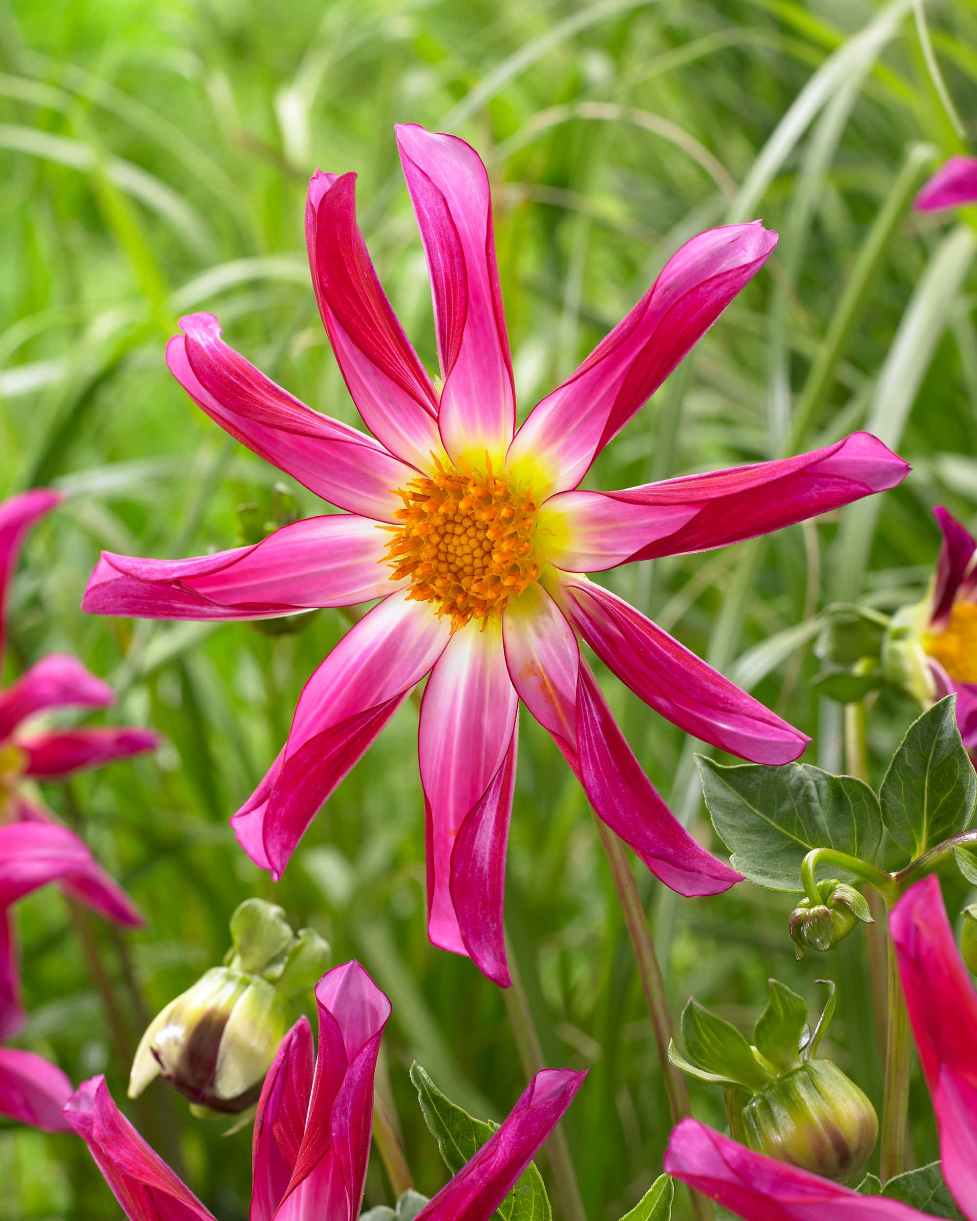 Honka Pink | Large Flowered Dahlias