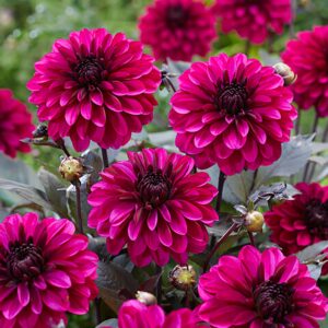 Jennifer Mary Ellen | Large Flowered Dahlias