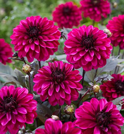 Jennifer Mary Ellen | Large Flowered Dahlias