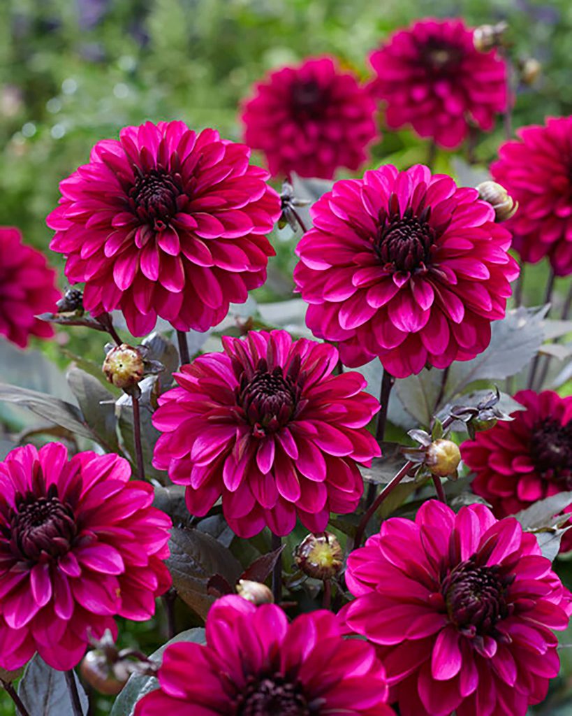 Dahlia Jennifer Mary Ellen, lavender purple deepening to maroon