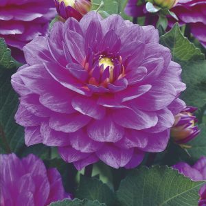 Karma Lagoon | Large Flowered Dahlias
