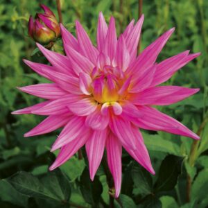 Karma Pink Corona | Large Flowered Dahlias