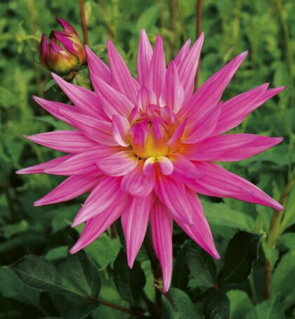 Karma Pink Corona | Large Flowered Dahlias