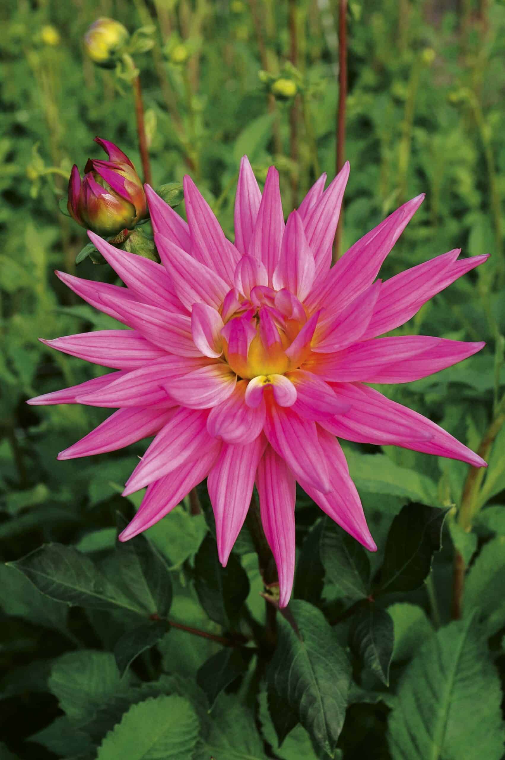 Karma Pink Corona | Large Flowered Dahlias