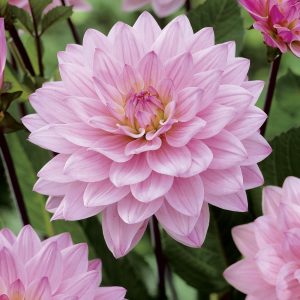 Karma Prospero | Large Flowered Dahlias