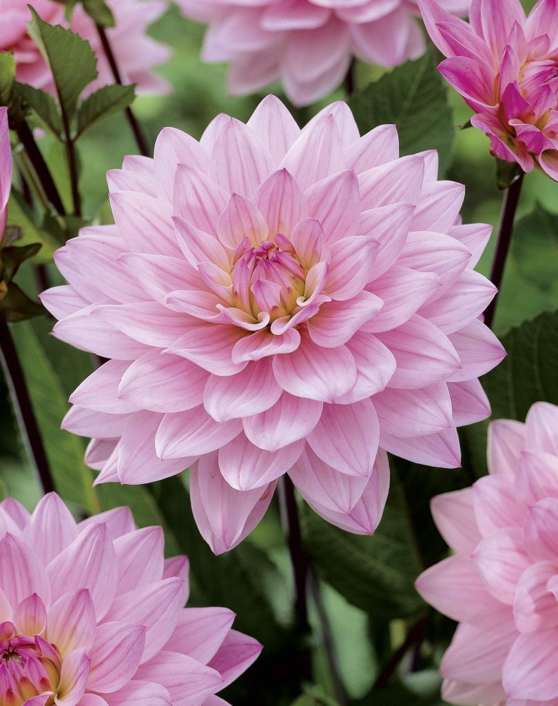 Karma Prospero | Large Flowered Dahlias