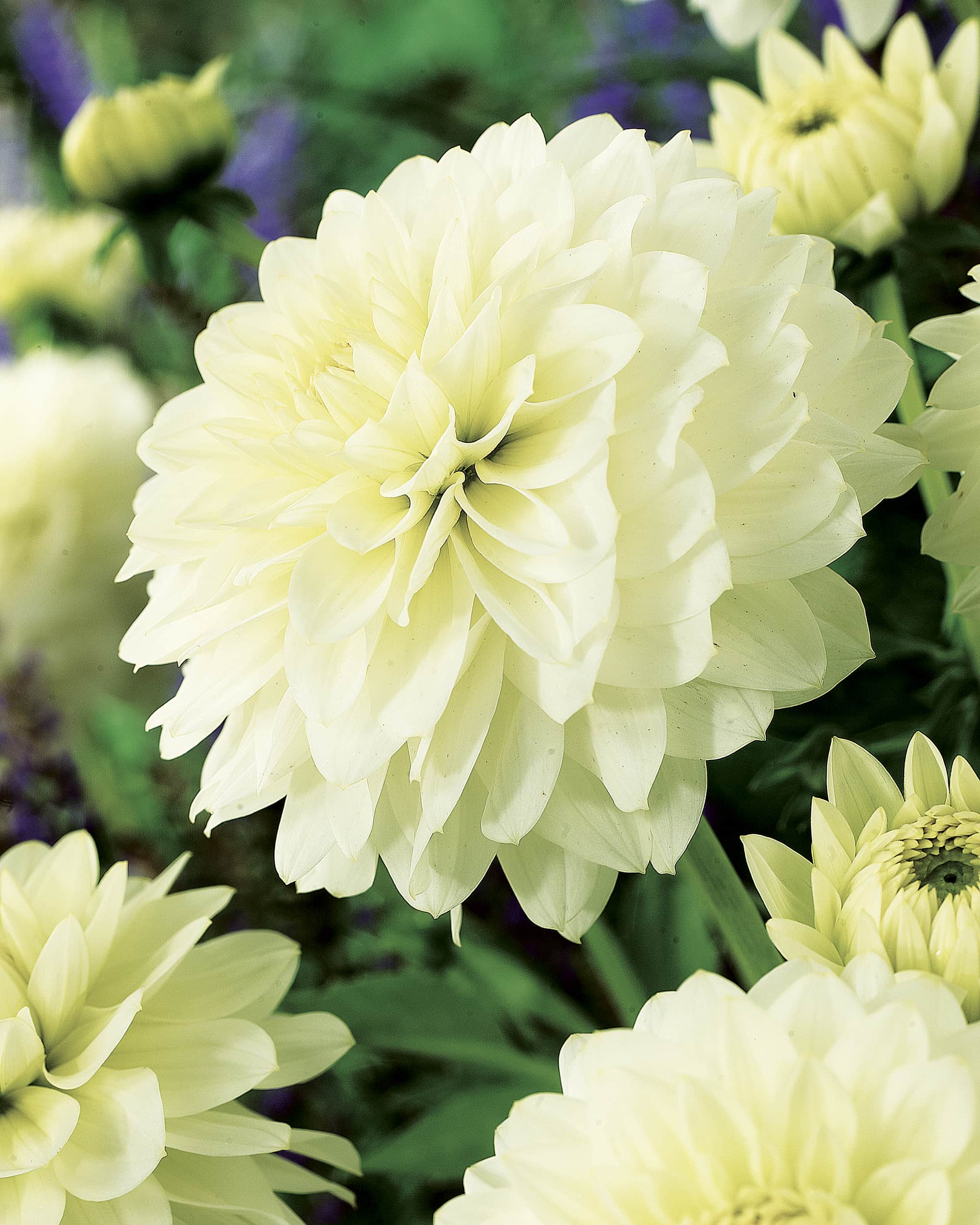 Karma Serena | Large Flowered Dahlias