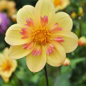 Kelsey Annie Joy | Large Flowered Dahlias