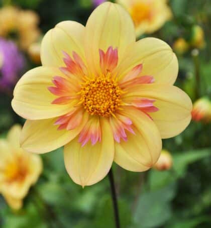 Kelsey Annie Joy | Large Flowered Dahlias