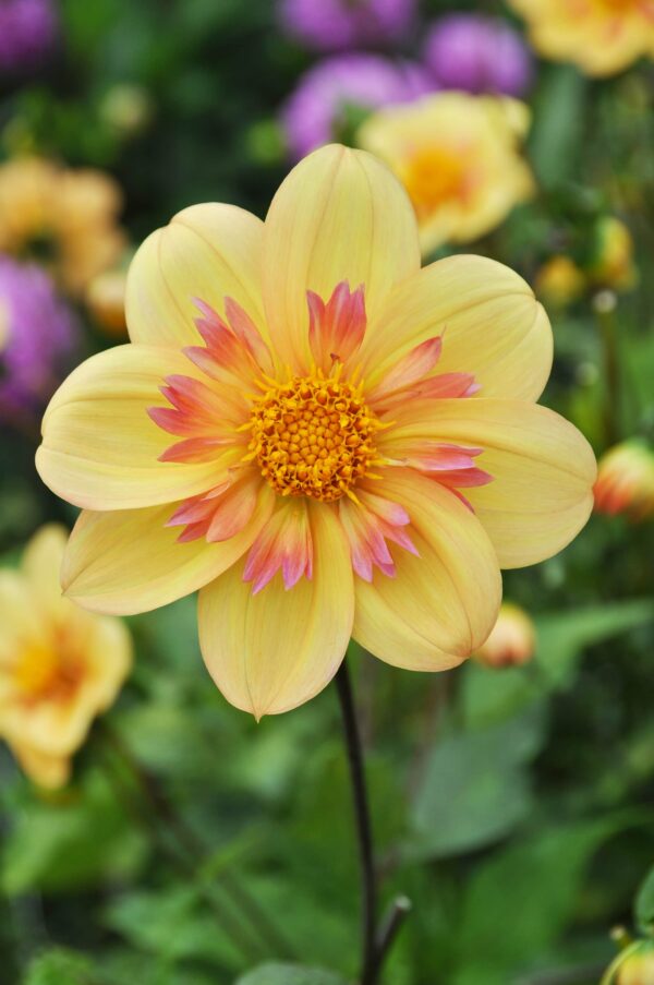 Buy Kelsey Annie Joy Bulbs Online - Dahlias, Spring, Tall Flowered 