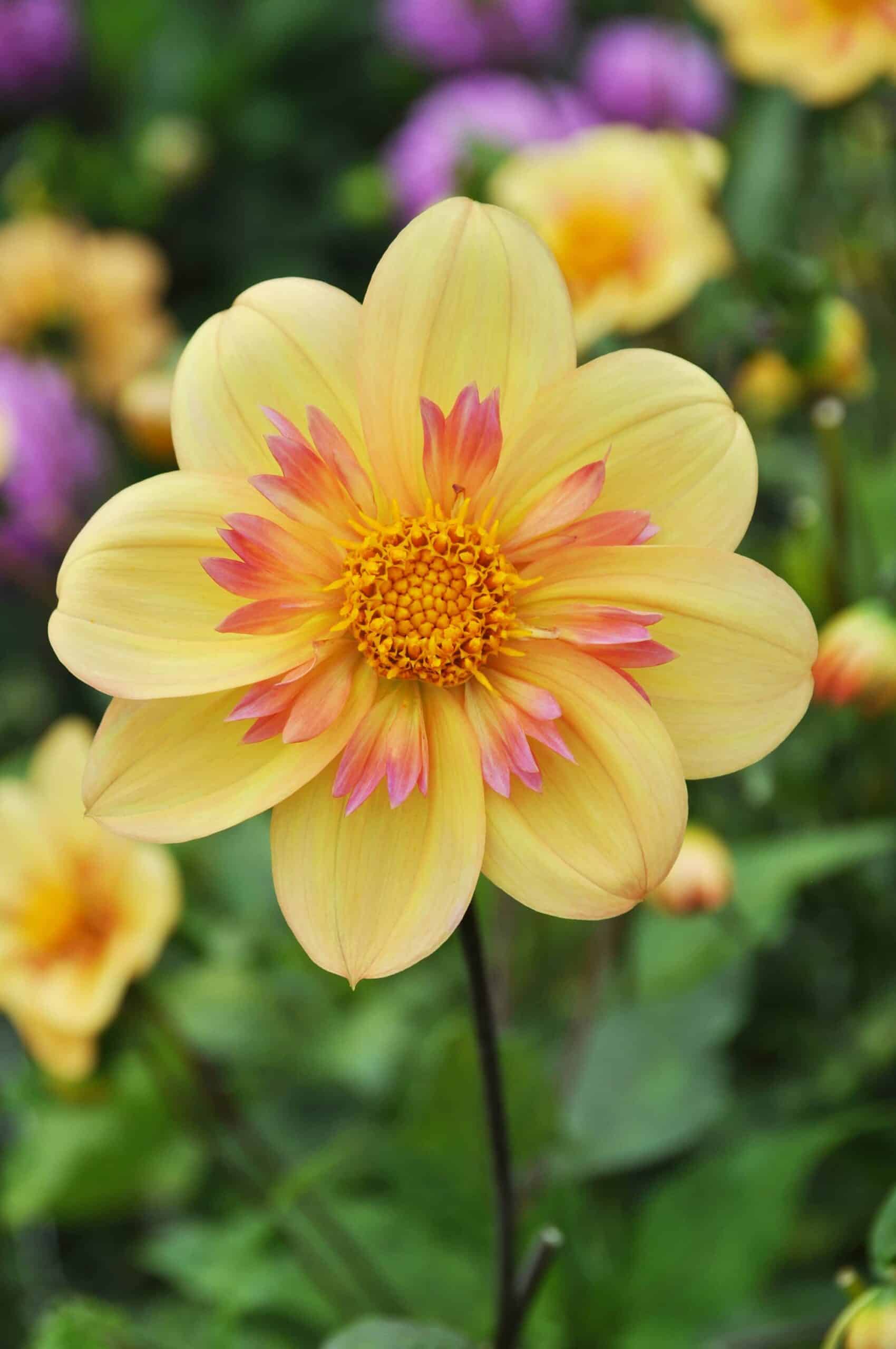 Kelsey Annie Joy | Large Flowered Dahlias