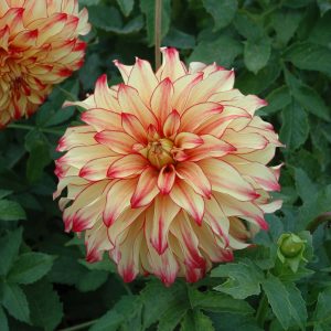 Lady Darlene | Large Flowered Dahlias
