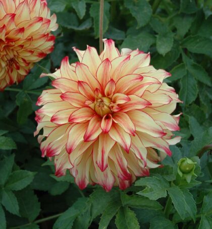 Lady Darlene | Large Flowered Dahlias