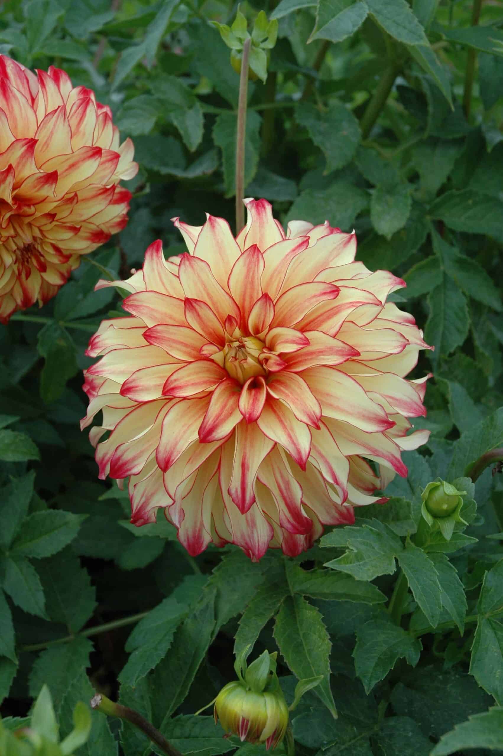 Lady Darlene | Large Flowered Dahlias