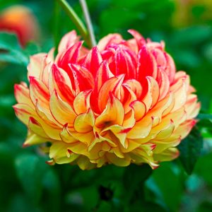 Lady Darlene | Large Flowered Dahlias