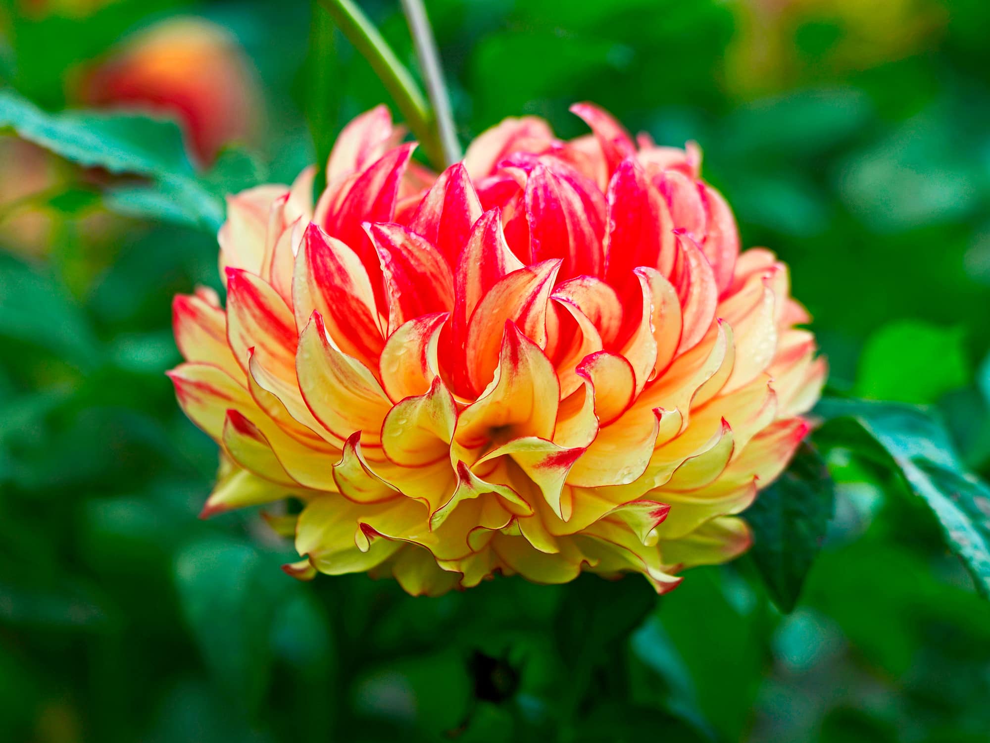 Lady Darlene | Large Flowered Dahlias