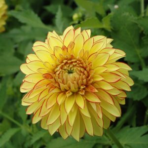 Lake Ontario | Large Flowered Dahlias