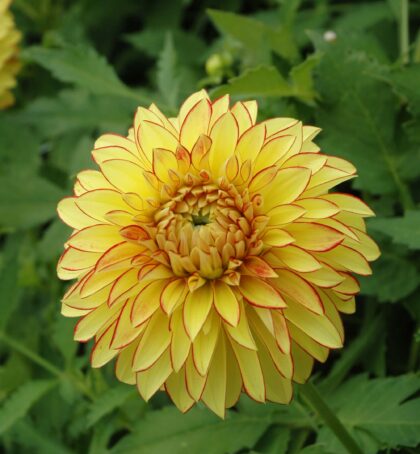 Lake Ontario | Large Flowered Dahlias