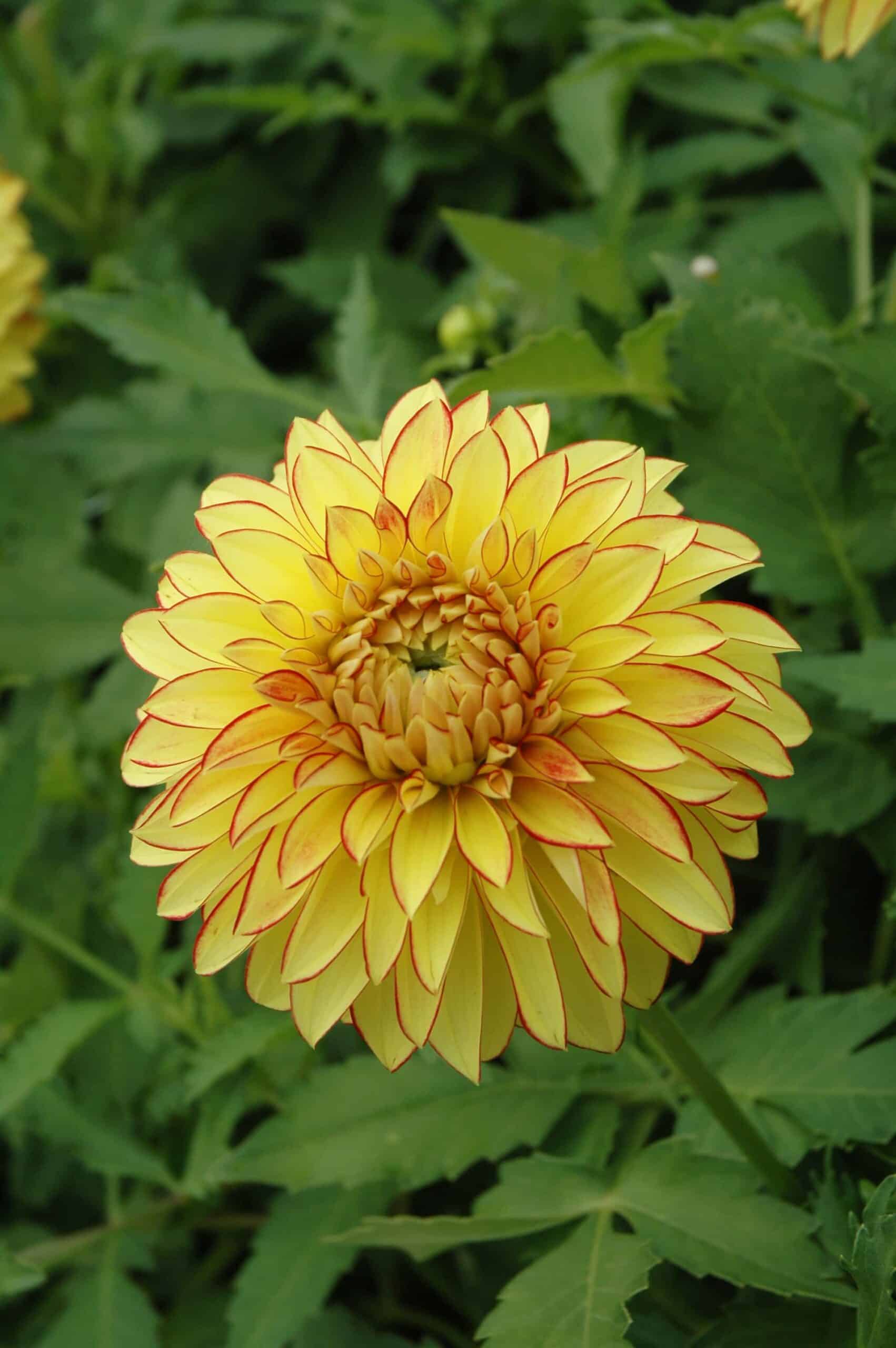 Lake Ontario | Large Flowered Dahlias