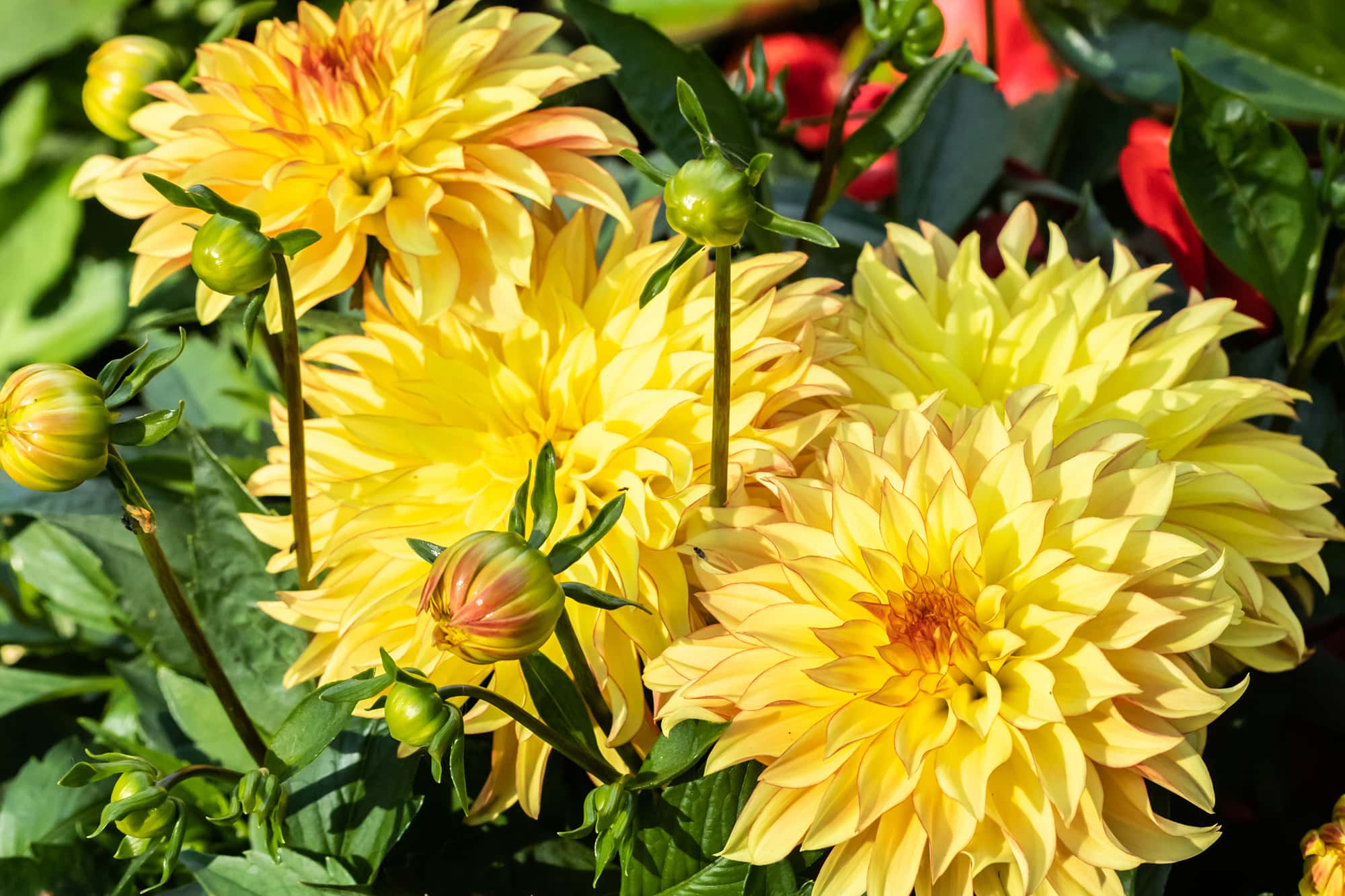 Buy Lake Ontario Bulbs Online - Dahlias, Medium Bedding, Spring- Bloms