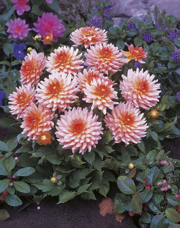 Leonardo | Gallery Dahlias