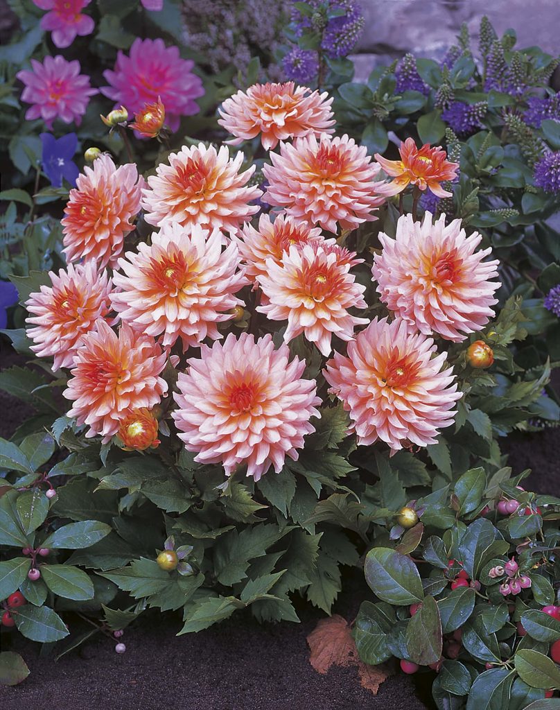 Leonardo | Gallery Dahlias