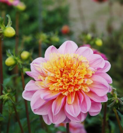 Life Style | Large Flowered Dahlias