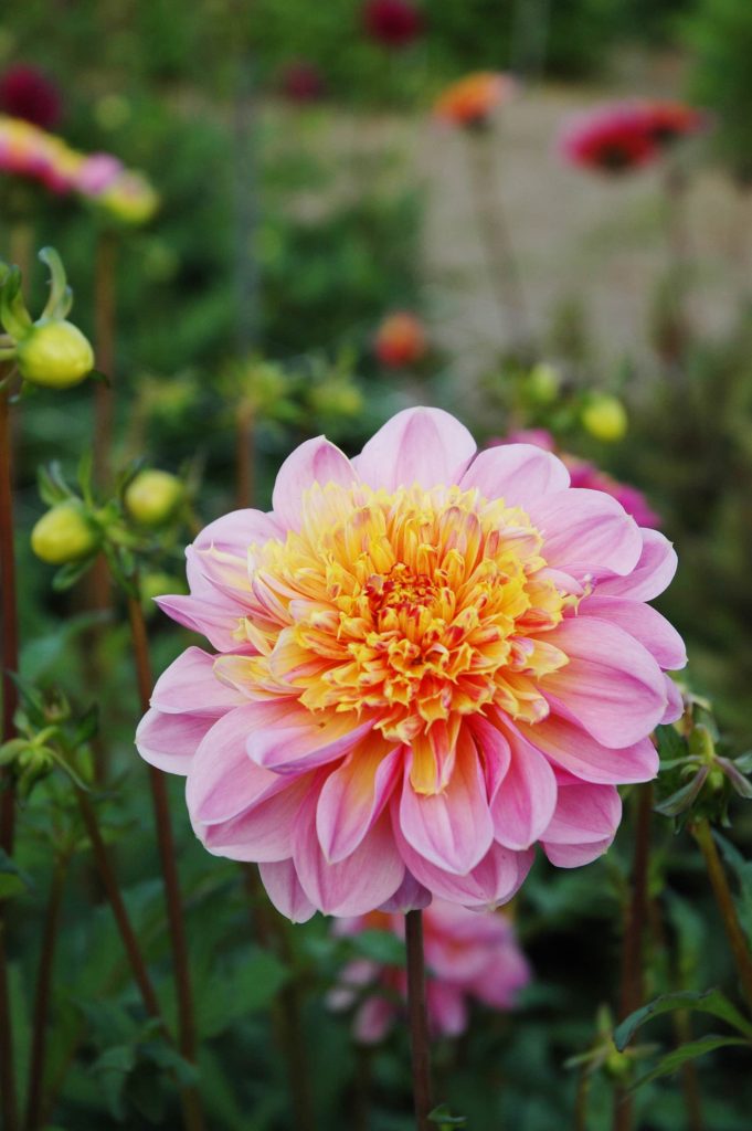 Life Style | Large Flowered Dahlias