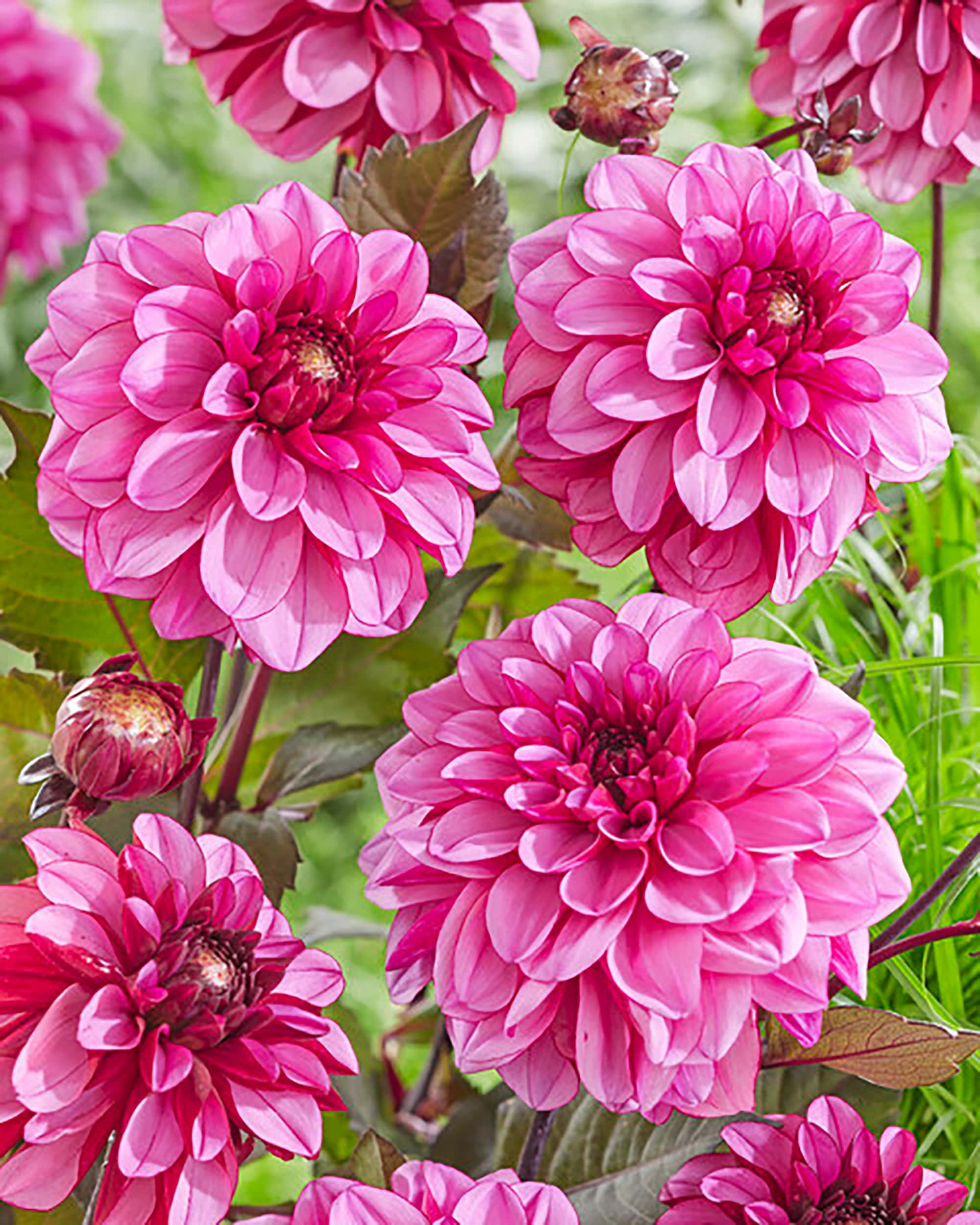 Melissa Annea Marijke | Large Flowered Dahlias