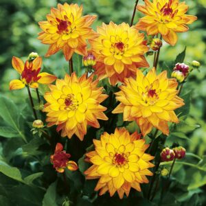 Melody Dora | Bedding Dahlias
