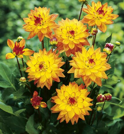 Melody Dora | Bedding Dahlias