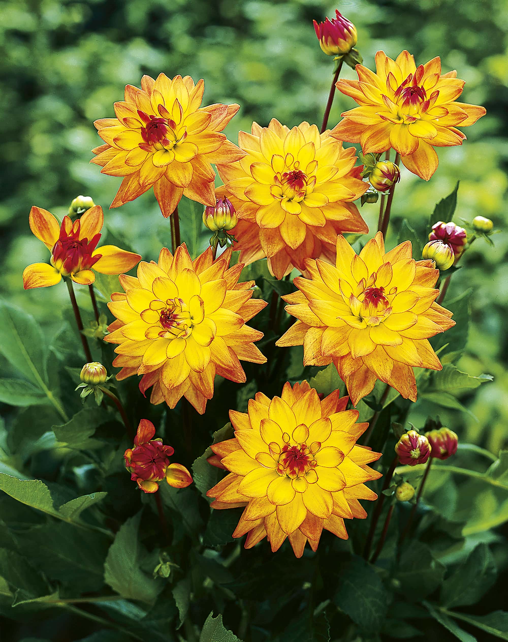 Melody Dora | Bedding Dahlias