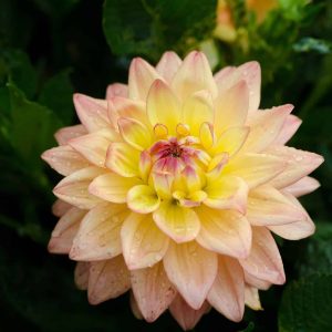 Melody Dora | Bedding Dahlias