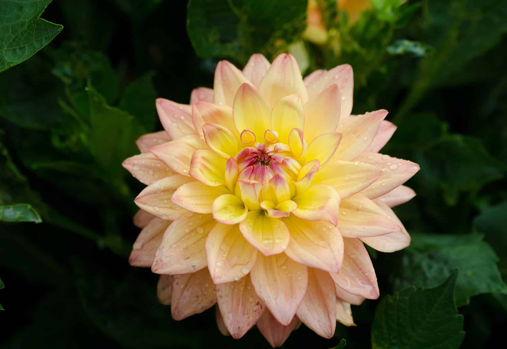 Melody Dora | Bedding Dahlias