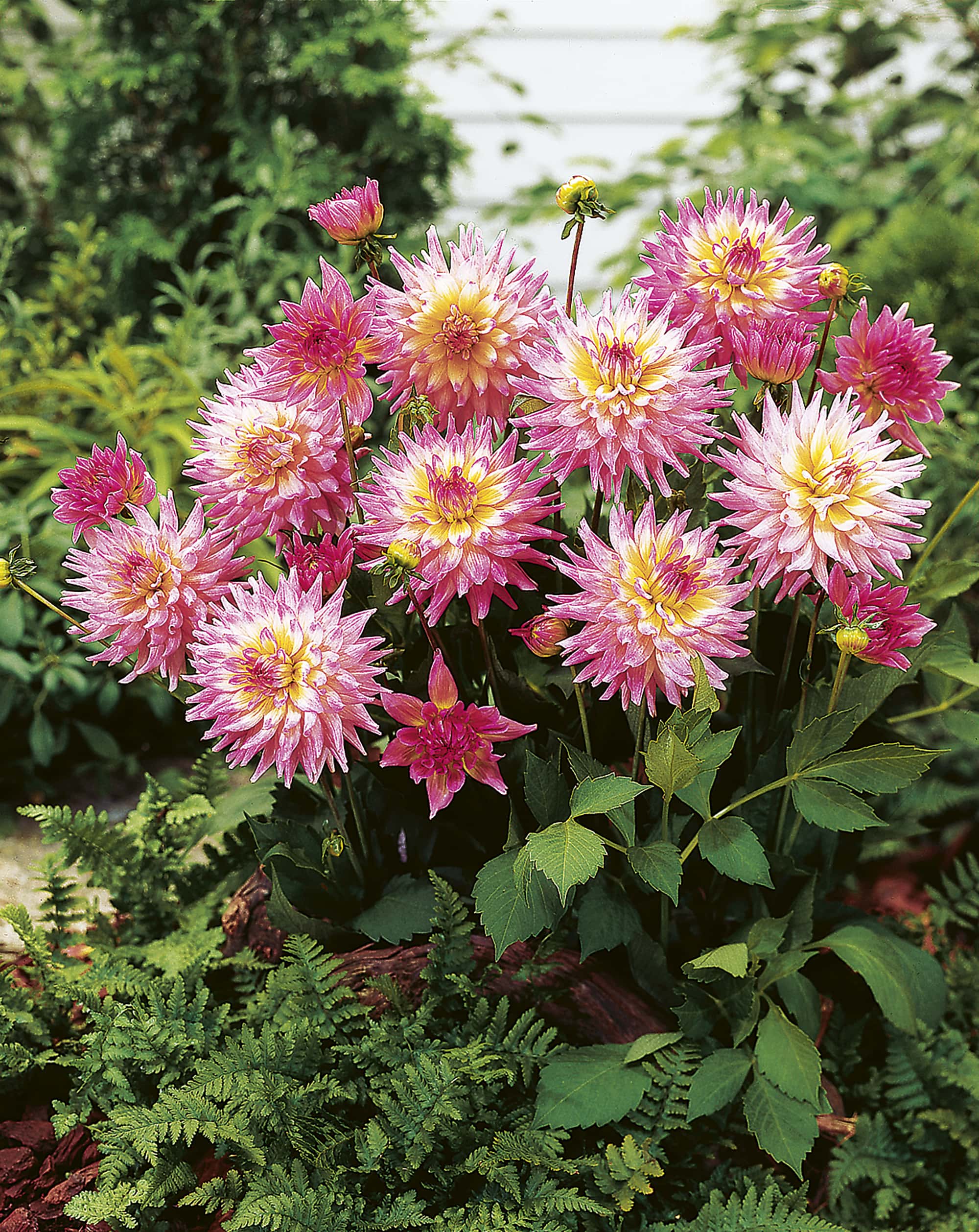 Melody Gypsy | Bedding Dahlias