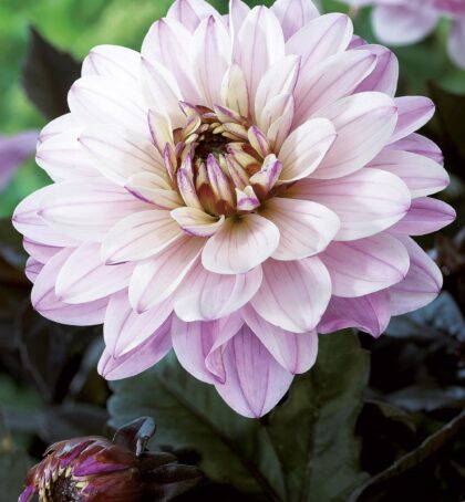 Melody Harmony | Bedding Dahlias