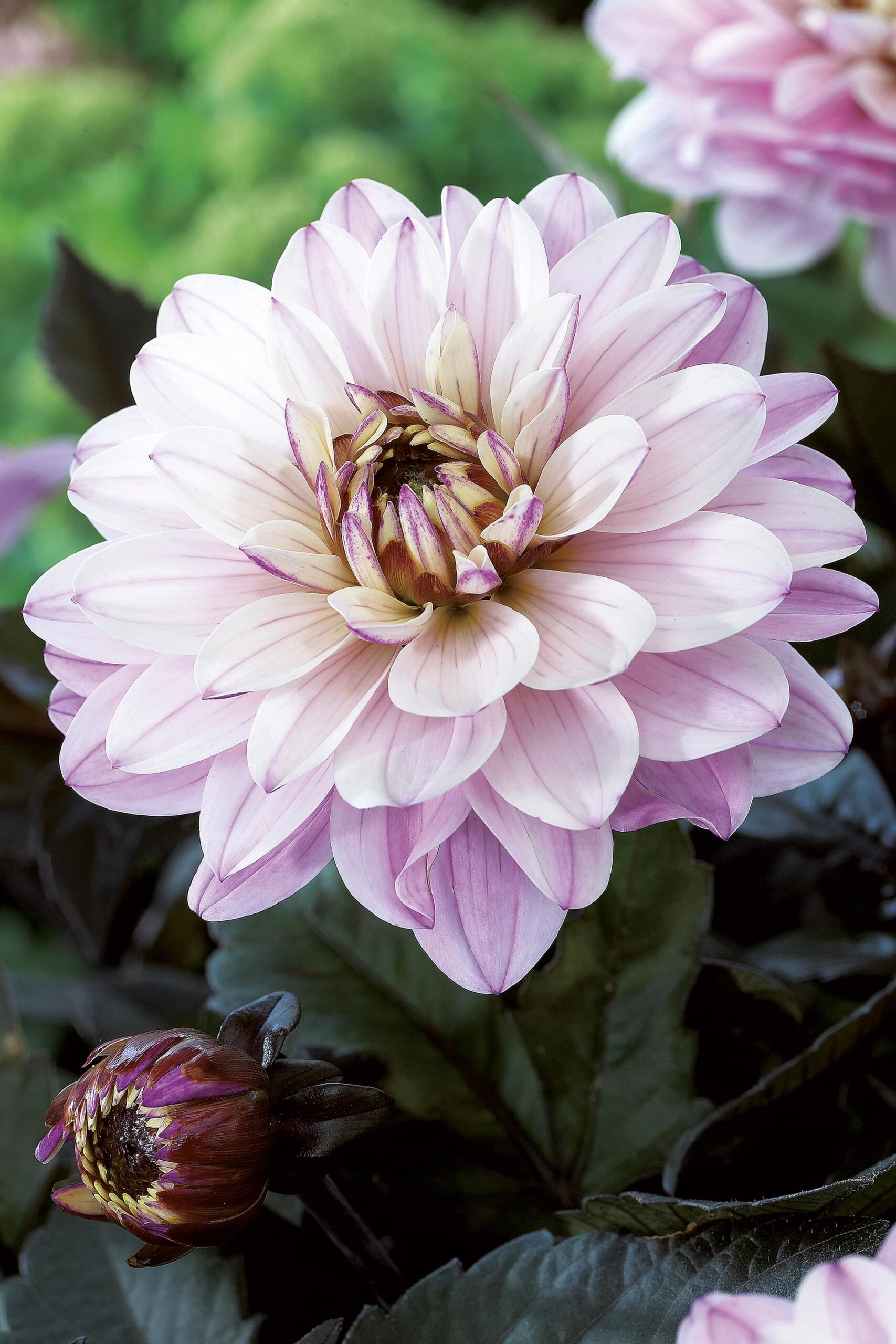 Melody Harmony | Bedding Dahlias