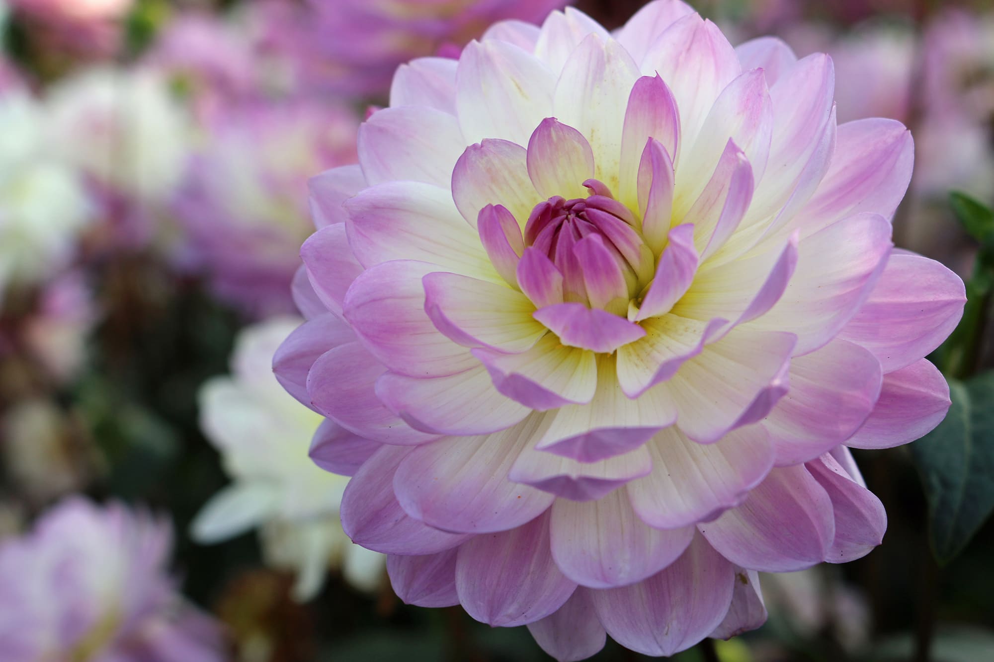 Melody Harmony | Bedding Dahlias