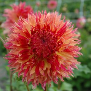 Myrtle's Folly | Large Flowered Dahlias