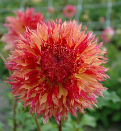 Myrtle's Folly | Large Flowered Dahlias